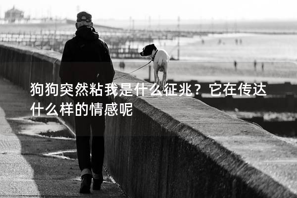 狗狗突然粘我是什么征兆？它在傳達什么樣的情感呢