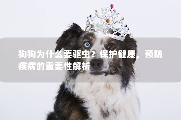 狗狗為什么要驅蟲？保護健康，預防疾病的重要性解析