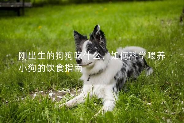 剛出生的狗狗吃什么,如何科學(xué)喂養(yǎng)小狗的飲食指南 剛出生的狗狗吃什么,如何科學(xué)喂養(yǎng)小狗的飲食指南