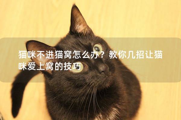 貓咪不進貓窩怎么辦？教你幾招讓貓咪愛上窩的技巧