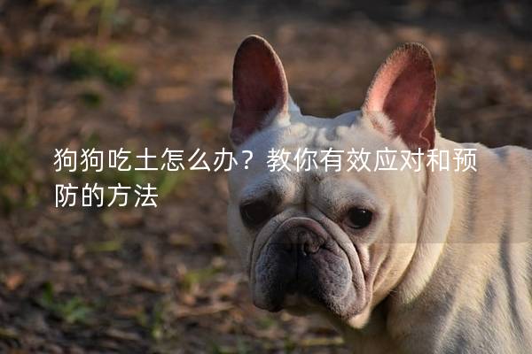 狗狗吃土怎么辦？教你有效應對和預防的方法