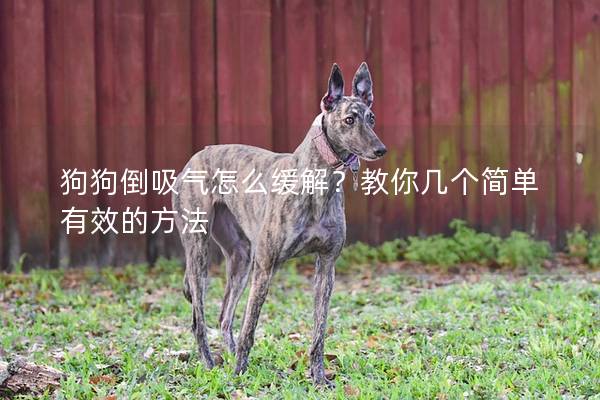 狗狗倒吸氣怎么緩解？教你幾個(gè)簡單有效的方法