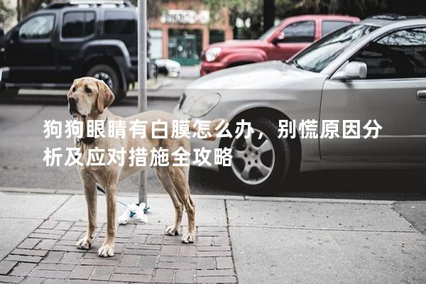 狗狗眼睛有白膜怎么辦，別慌原因分析及應(yīng)對措施全攻略