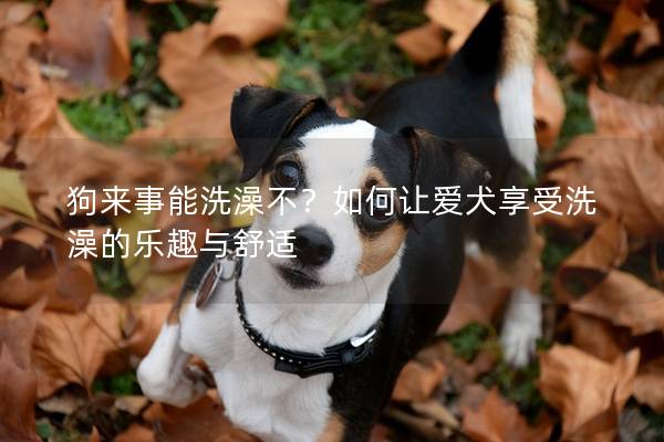 狗來事能洗澡不？如何讓愛犬享受洗澡的樂趣與舒適