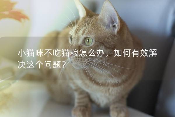 小貓咪不吃貓糧怎么辦，如何有效解決這個問題？