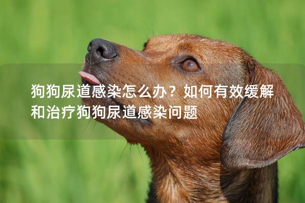 狗狗尿道感染怎么辦？如何有效緩解和治療狗狗尿道感染問題