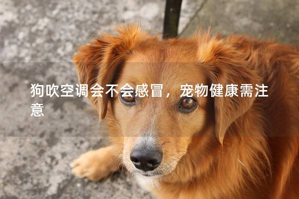 狗吹空調會不會感冒,寵物健康需注意 狗吹空調會不會感冒,寵物健康需注意
