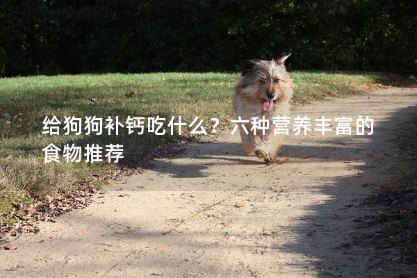 給狗狗補(bǔ)鈣吃什么？六種營養(yǎng)豐富的食物推薦