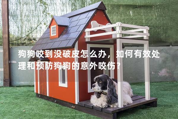 狗狗咬到?jīng)]破皮怎么辦，如何有效處理和預防狗狗的意外咬傷？