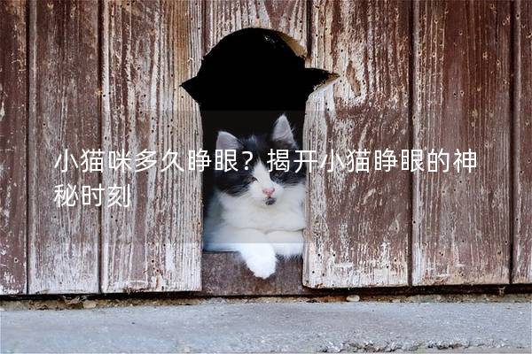 小貓咪多久睜眼？揭開小貓睜眼的神秘時(shí)刻