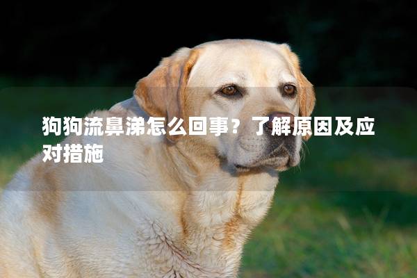 狗狗流鼻涕怎么回事?了解原因及應(yīng)對(duì)措施 狗狗流鼻涕怎么回事?了解原因及應(yīng)對(duì)措施