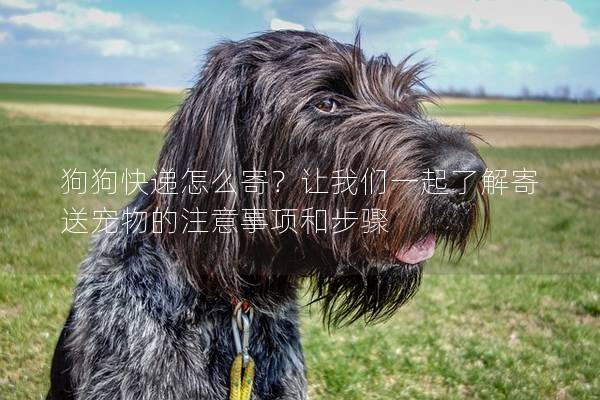 狗狗快遞怎么寄?讓我們一起了解寄送寵物的注意事項(xiàng)和步驟 狗狗快遞怎么寄?讓我們一起了解寄送寵物的注意事項(xiàng)和步驟