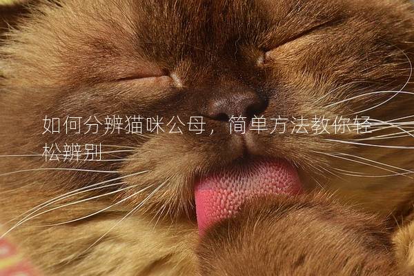如何分辨貓咪公母，簡單方法教你輕松辨別