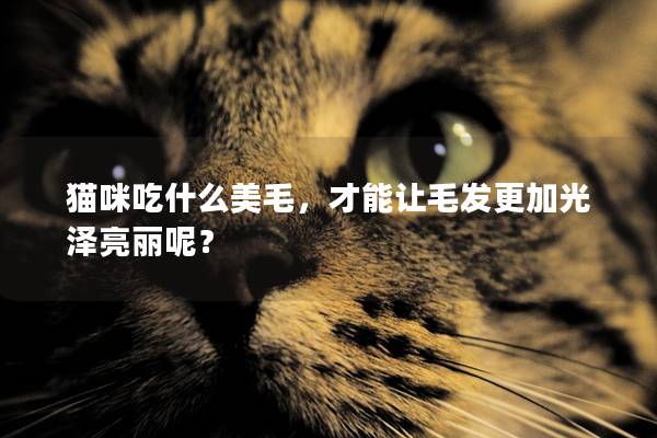 貓咪吃什么美毛，才能讓毛發(fā)更加光澤亮麗呢？