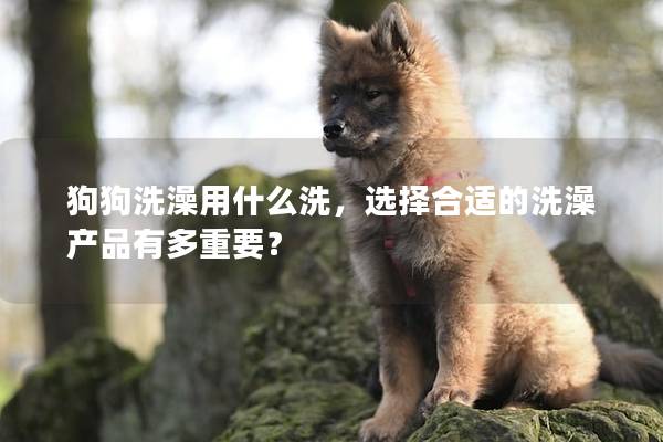 狗狗洗澡用什么洗，選擇合適的洗澡產品有多重要？