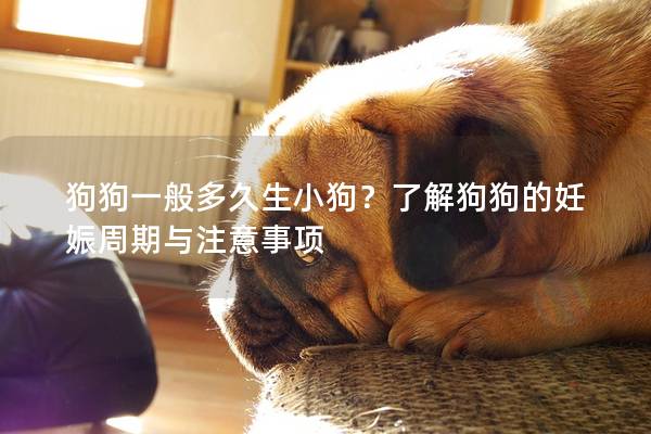 狗狗一般多久生小狗？了解狗狗的妊娠周期與注意事項(xiàng)