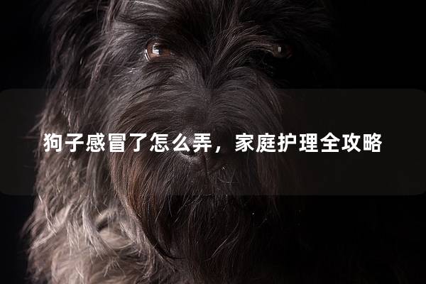 狗子感冒了怎么弄，家庭護(hù)理全攻略