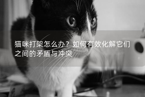 貓咪打架怎么辦？如何有效化解它們之間的矛盾與沖突