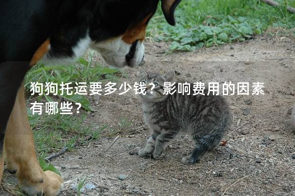 狗狗托運(yùn)要多少錢?影響費(fèi)用的因素有哪些? 狗狗托運(yùn)要多少錢?影響費(fèi)用的因素有哪些?