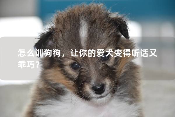 怎么訓狗狗，讓你的愛犬變得聽話又乖巧？