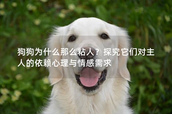 狗狗為什么那么粘人？探究它們對主人的依賴心理與情感需求