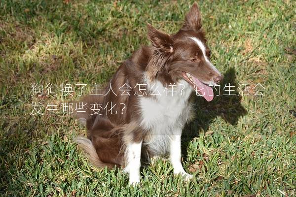 狗狗換了主人會怎么樣？它的生活會發生哪些變化？