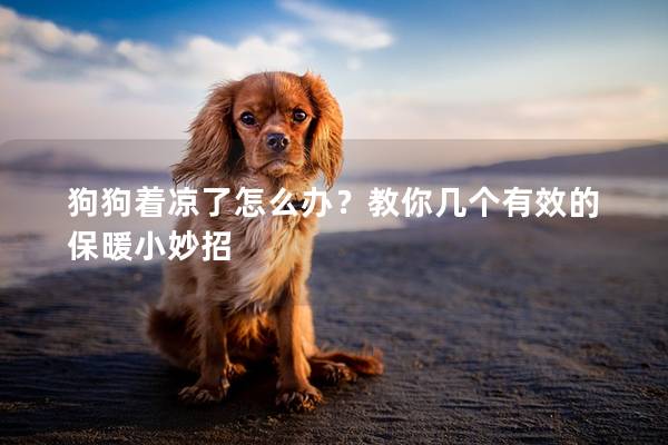 狗狗著涼了怎么辦？教你幾個有效的保暖小妙招