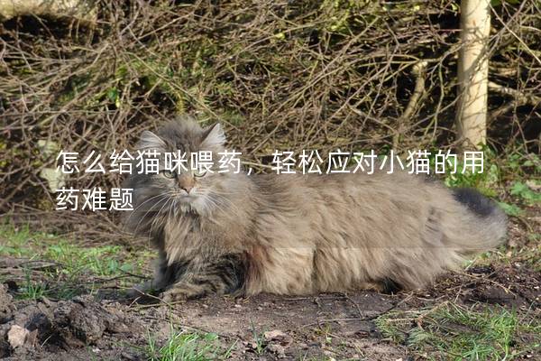 怎么給貓咪喂藥，輕松應對小貓的用藥難題