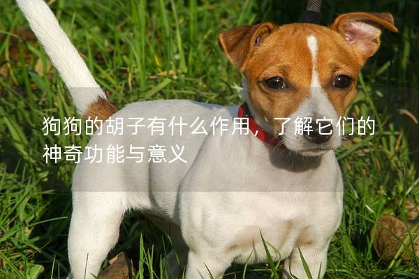 狗狗的胡子有什么作用，了解它們的神奇功能與意義