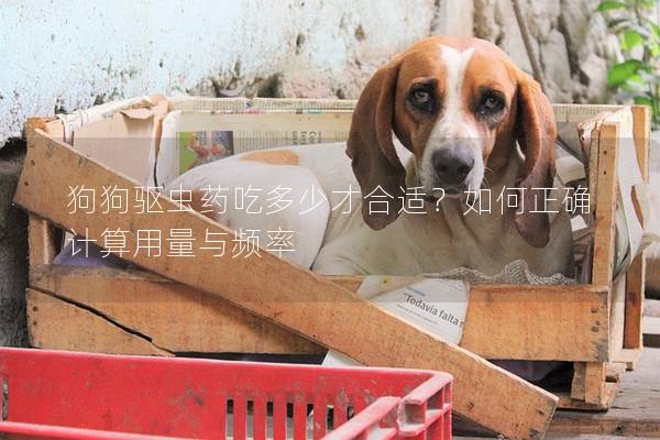 狗狗驅(qū)蟲藥吃多少才合適？如何正確計算用量與頻率