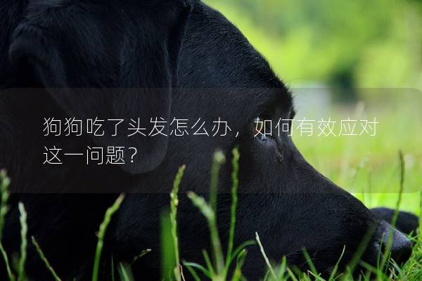 狗狗吃了頭發(fā)怎么辦，如何有效應(yīng)對這一問題？
