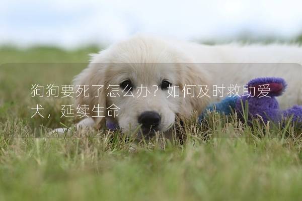狗狗要死了怎么辦？如何及時救助愛犬，延續生命