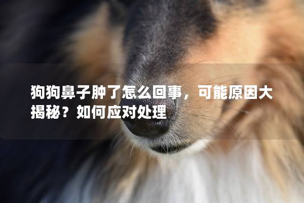 狗狗鼻子腫了怎么回事，可能原因大揭秘？如何應(yīng)對處理