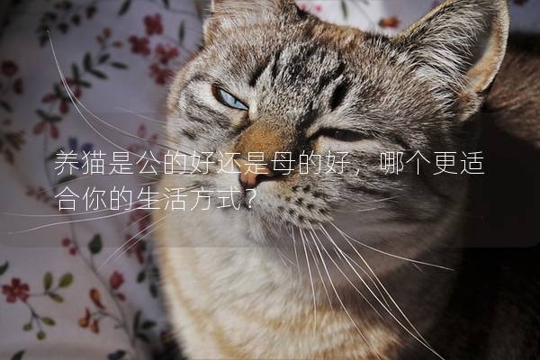 養(yǎng)貓是公的好還是母的好，哪個(gè)更適合你的生活方式？