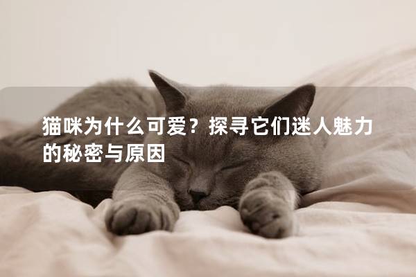貓咪為什么可愛？探尋它們迷人魅力的秘密與原因