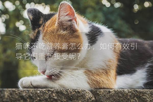 貓咪不吃營(yíng)養(yǎng)膏怎么辦，如何有效引導(dǎo)它們重新接受呢？