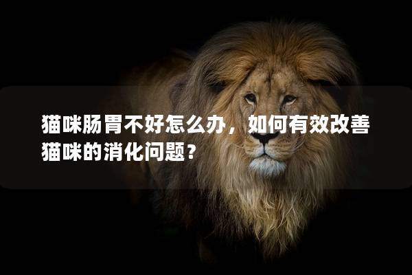 貓咪腸胃不好怎么辦，如何有效改善貓咪的消化問題？