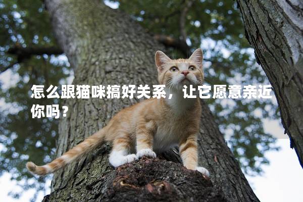 怎么跟貓咪搞好關系，讓它愿意親近你嗎？