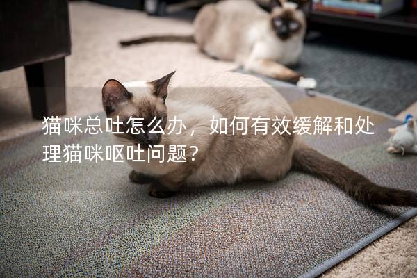 貓咪總吐怎么辦，如何有效緩解和處理貓咪嘔吐問(wèn)題？