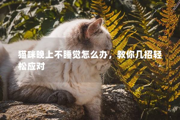 貓咪晚上不睡覺怎么辦，教你幾招輕松應對