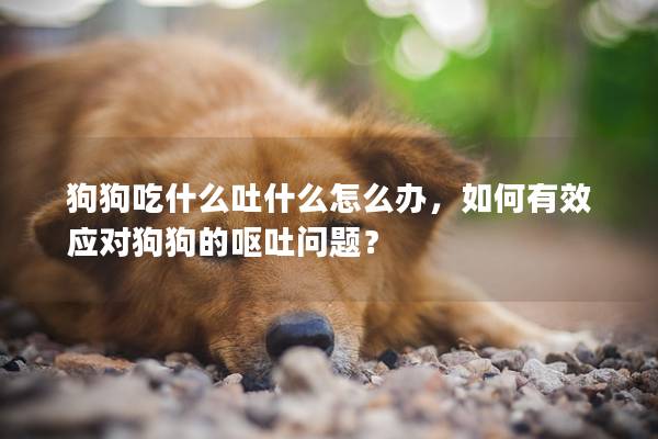 狗狗吃什么吐什么怎么辦，如何有效應對狗狗的嘔吐問題？