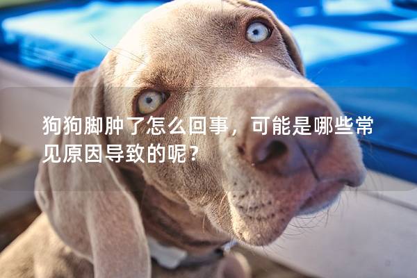 狗狗腳腫了怎么回事，可能是哪些常見原因導致的呢？