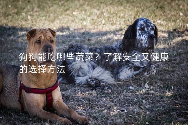 狗狗能吃哪些蔬菜？了解安全又健康的選擇方法