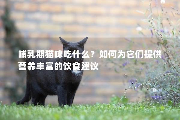 哺乳期貓咪吃什么？如何為它們提供營養豐富的飲食建議