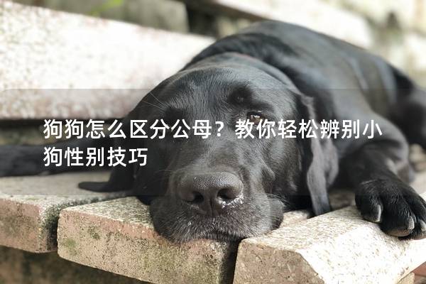 狗狗怎么區(qū)分公母？教你輕松辨別小狗性別技巧