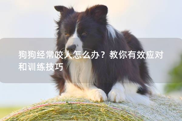 狗狗經常咬人怎么辦？教你有效應對和訓練技巧