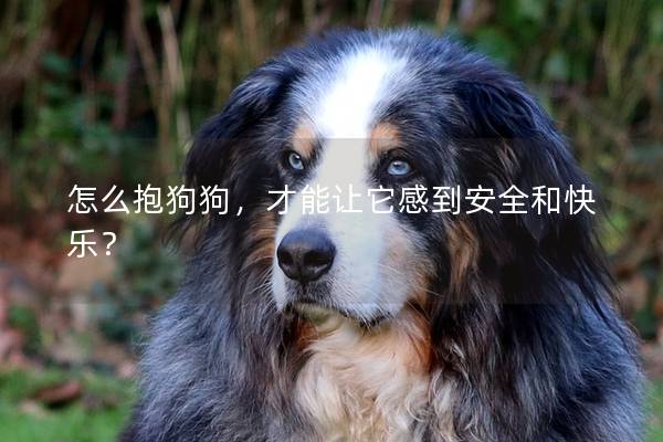 怎么抱狗狗，才能讓它感到安全和快樂(lè)？