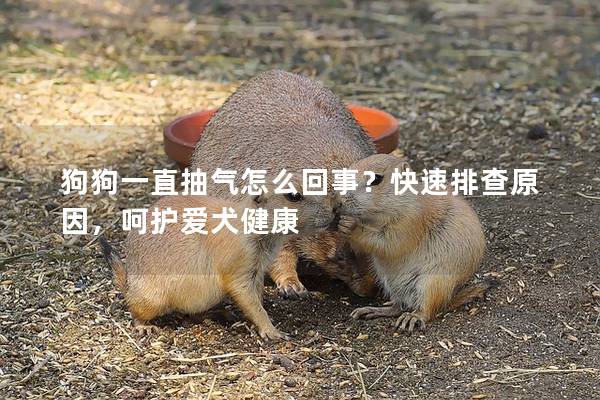 狗狗一直抽氣怎么回事？快速排查原因，呵護(hù)愛(ài)犬健康