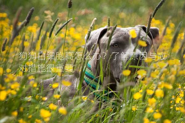 狗狗白細(xì)胞高怎么辦？了解原因與應(yīng)對(duì)措施很重要