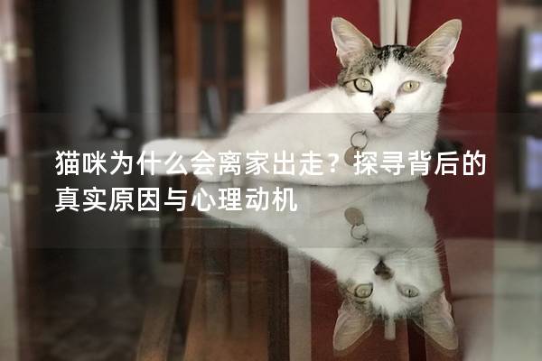 貓咪為什么會離家出走？探尋背后的真實原因與心理動機